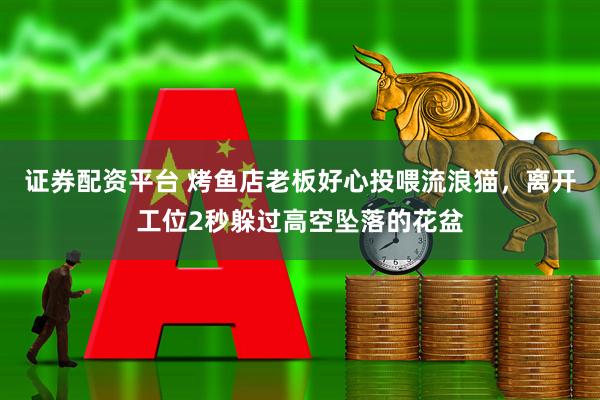 证券配资平台 烤鱼店老板好心投喂流浪猫，离开工位2秒躲过高空坠落的花盆